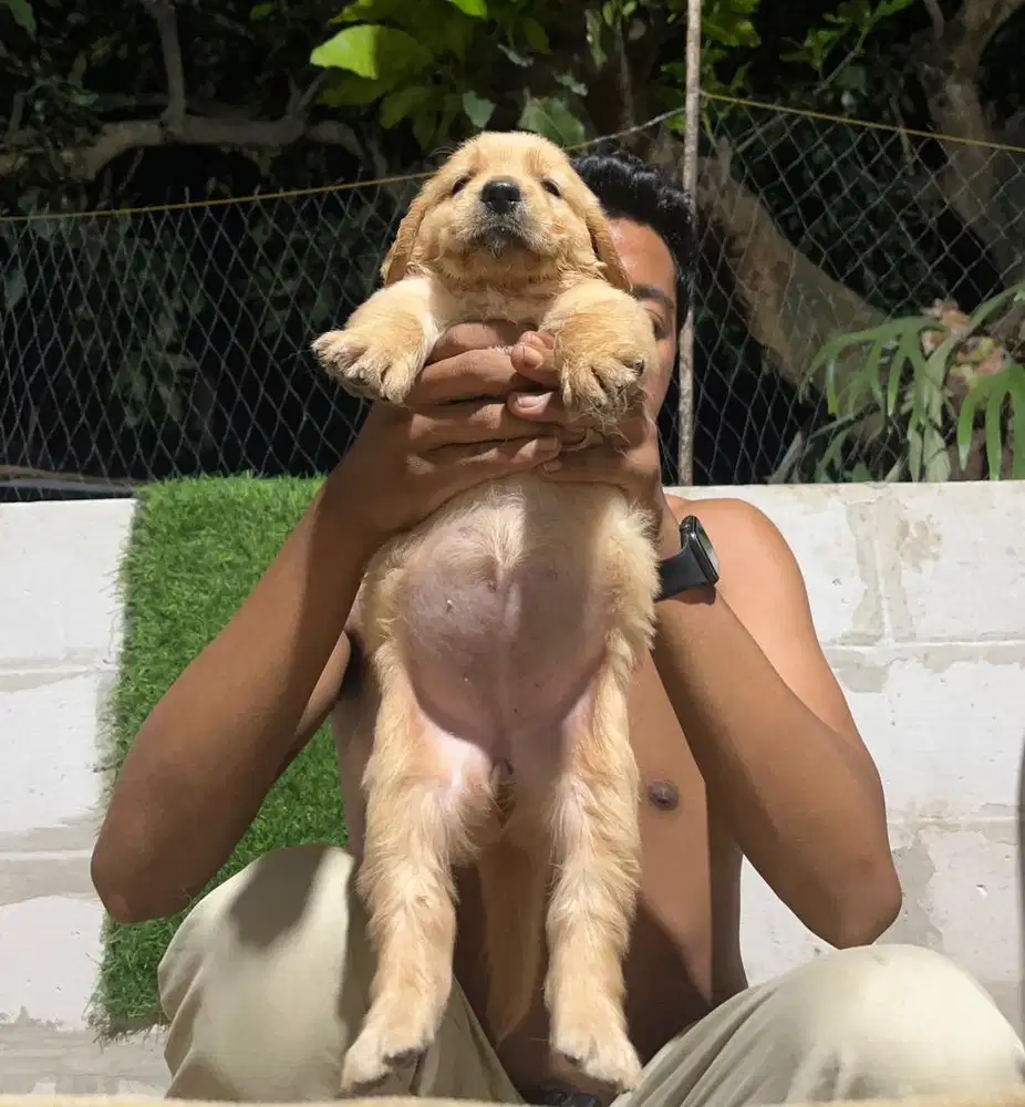 Golden retriver puppy siap adopt