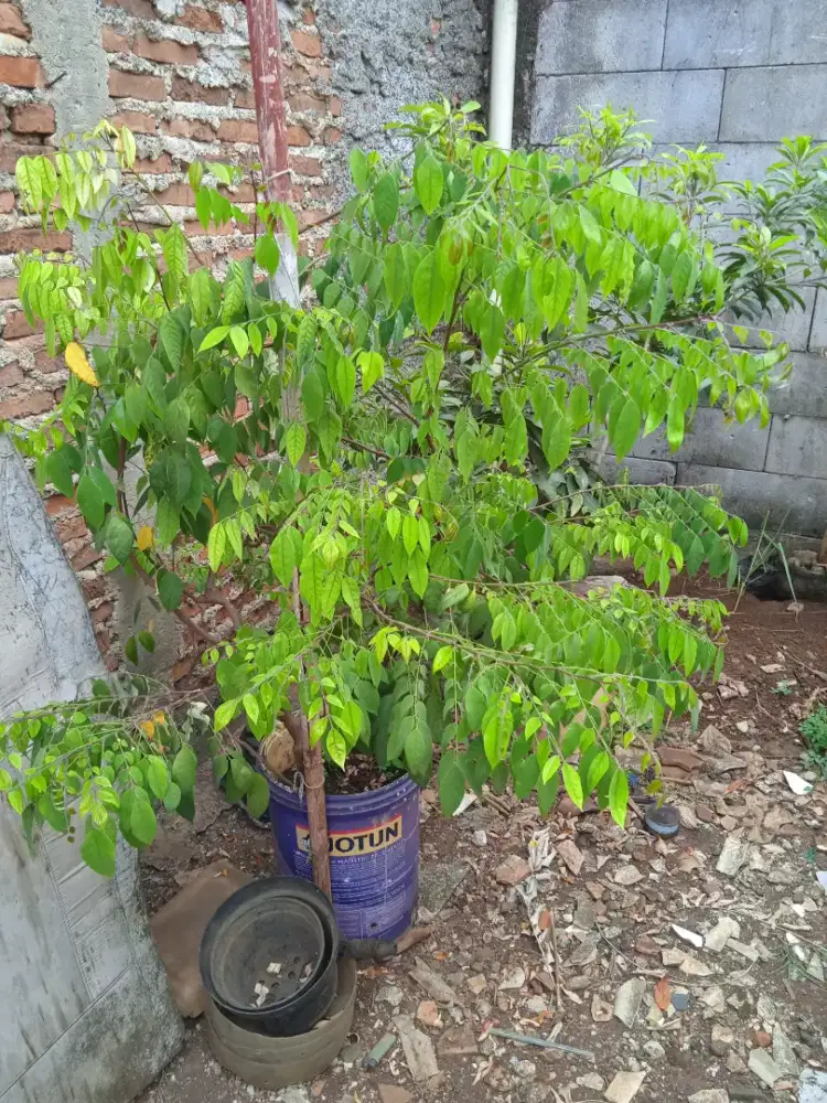 Pohon buah belimbing madu