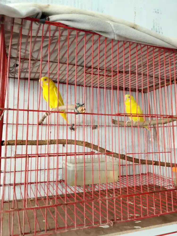 Di jual burung parkit luntino 1 pasang
