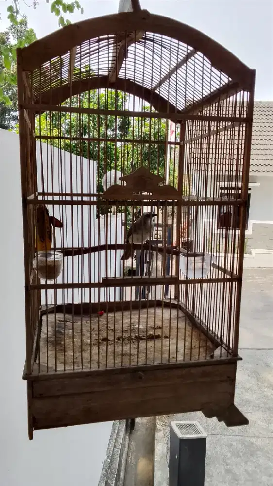 Jual cepat BU burung trucuk