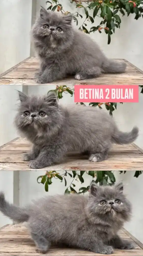 kucing kitten anakan persia anggora ragdoll himalaya mainecoon british