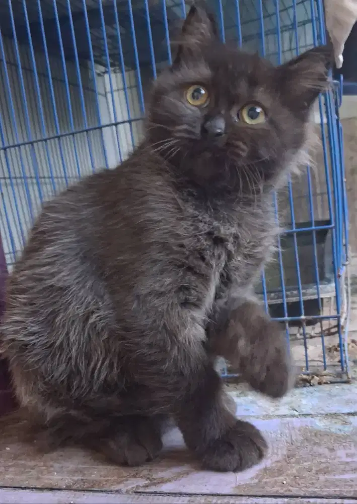 Adopsi kucing himalaya+flettnose