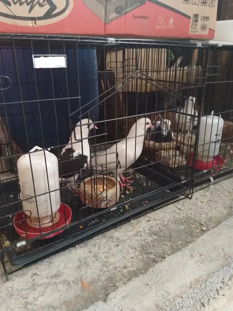 Sepasang merpati tinggian