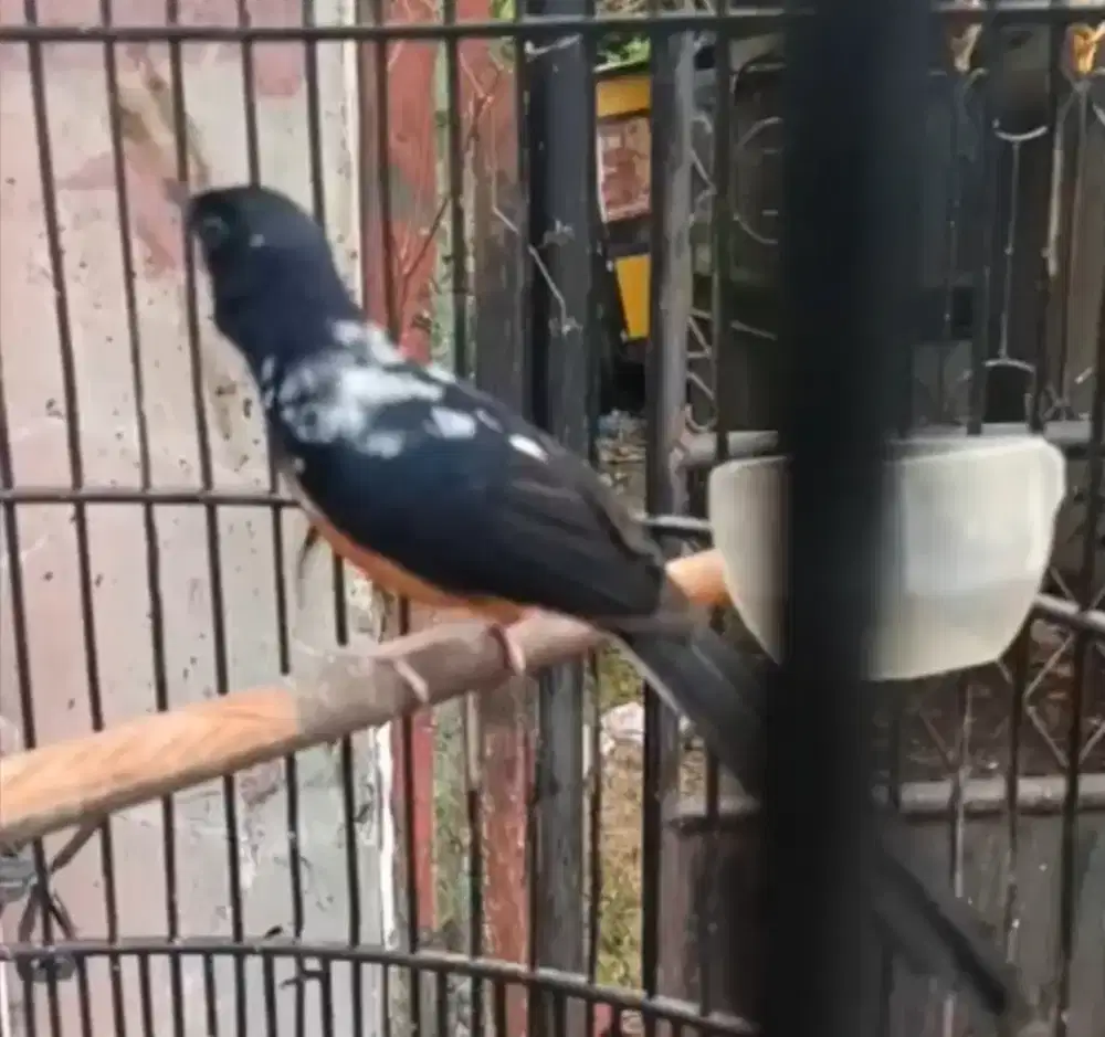 Murai jantan blorok masih muda