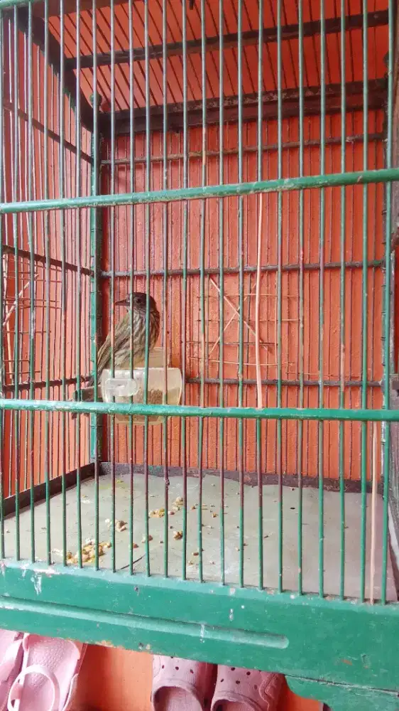 Burung Siri Siri