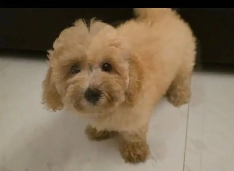 Anak anjing Poodle/Maltese
