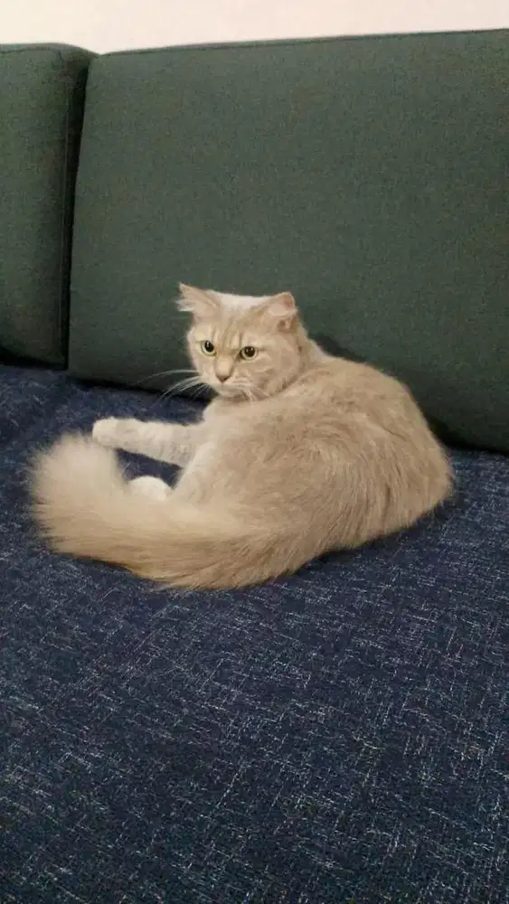 Kucing persia betina