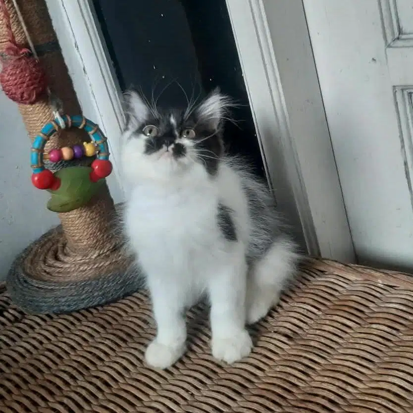 Kitten Persia Medium Jantan