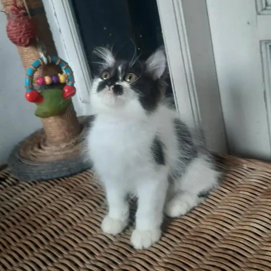 Kucing Persia Medium Jantan