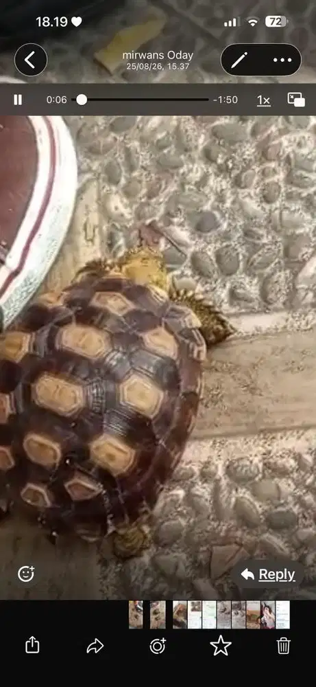 Kura2 sulcata sehat