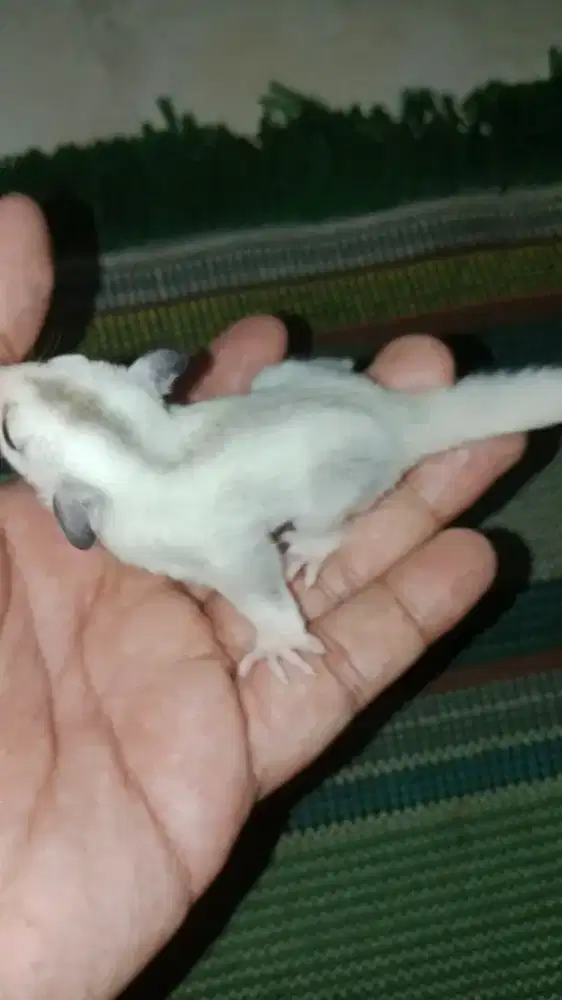 Sugar glider TPM