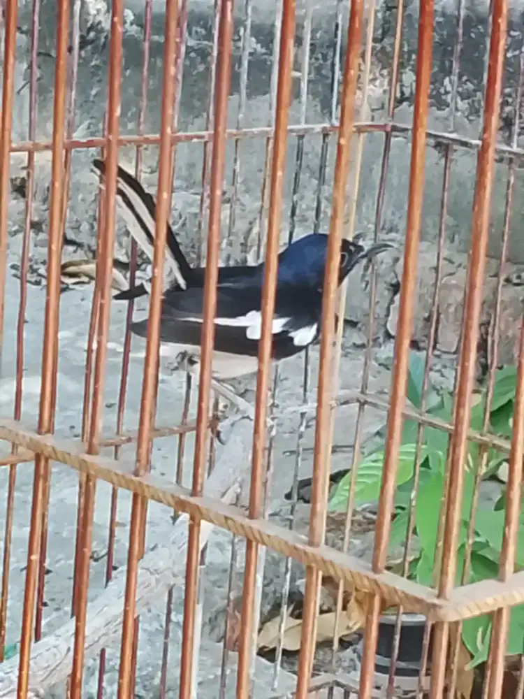 Kacer Jawa Barat