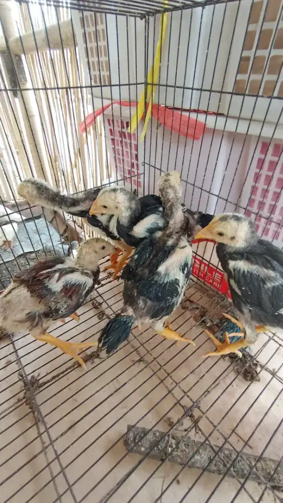 Ayam Bangkok clasik
