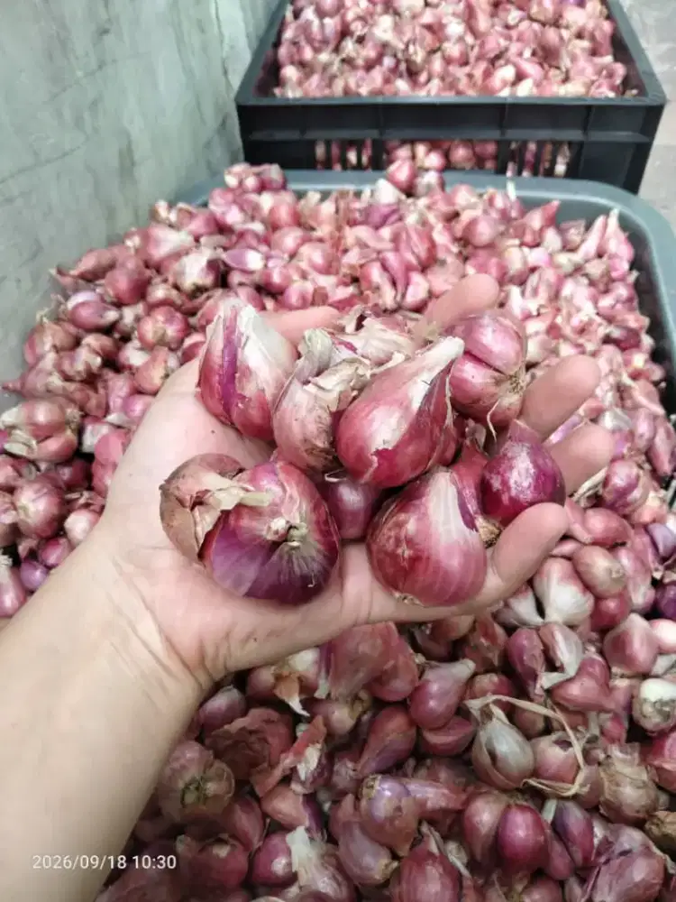 Bawang merah Brebes super 30K/kg
