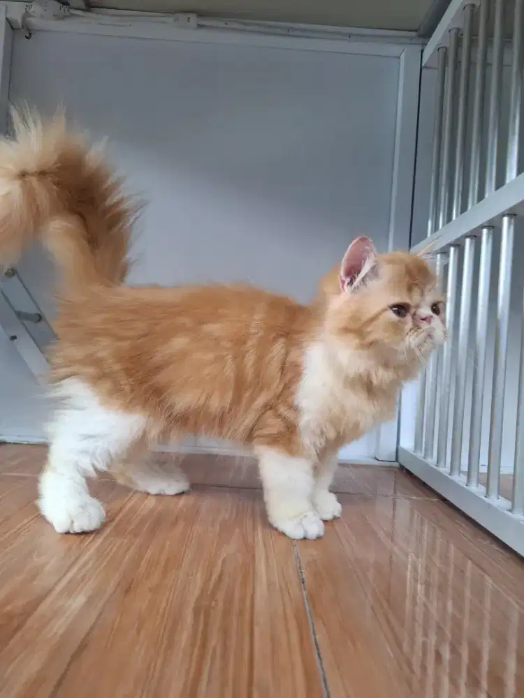 Kucing Persia Peaknose