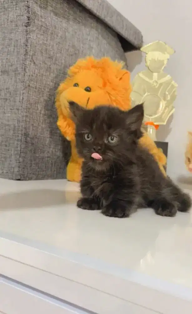 Munchkin betina