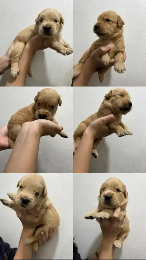 Anak Anjing Golden Retriever Jantan  Betina