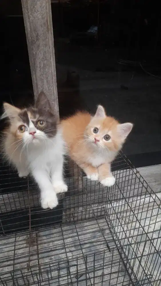 Kucing persia Kitten