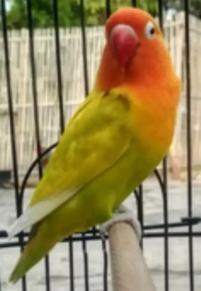 Lovebird pasjo betina durasi eks lomba
