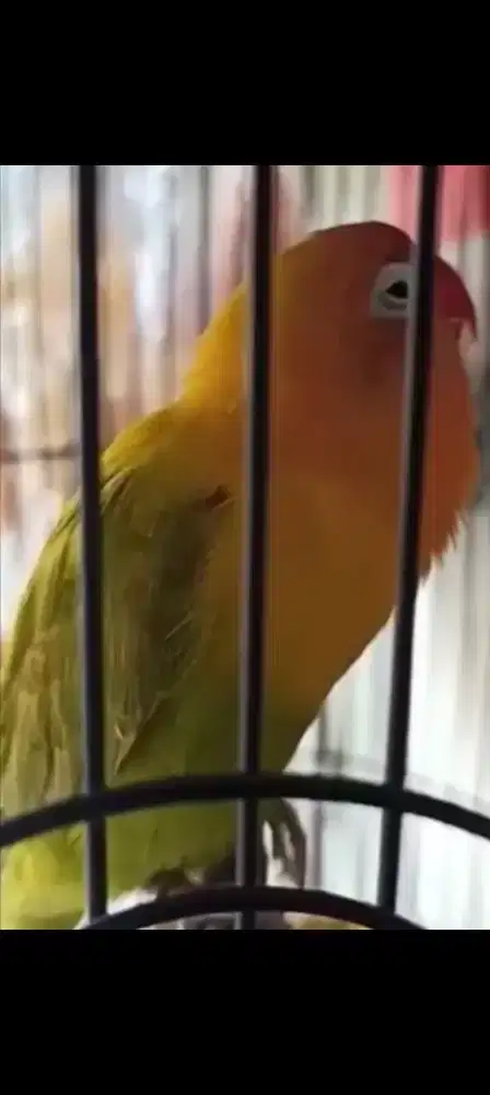 Lovebird  pasjo durasi eks lomba betina