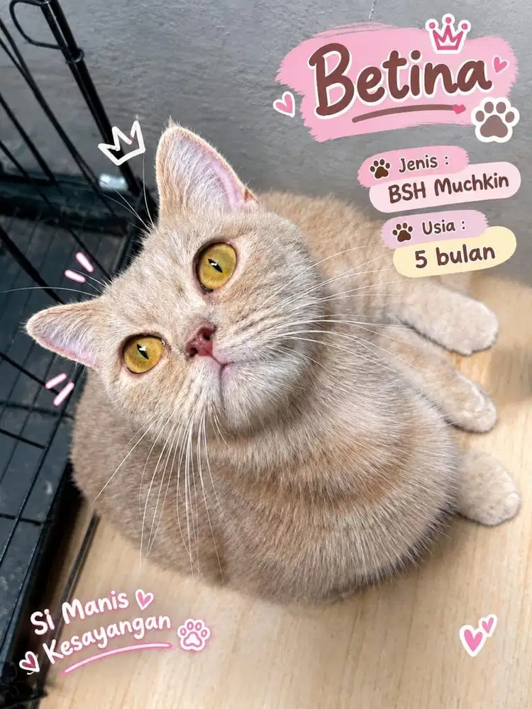 Kucing Muchkin  BSH betina gold