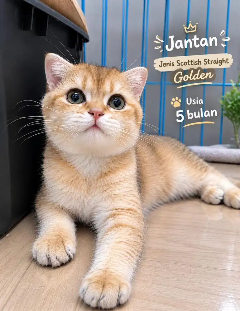 Kucing sf golden Ny25