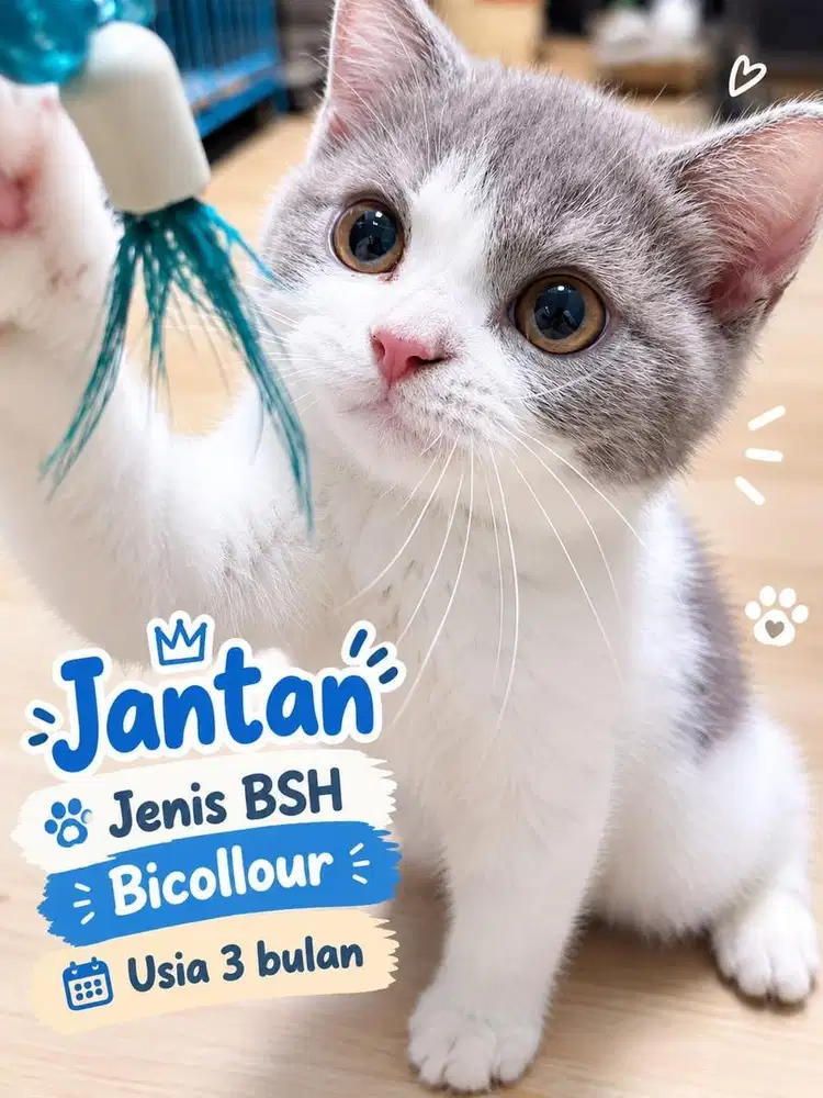 Bsh creambicolour jantan 2,5bln