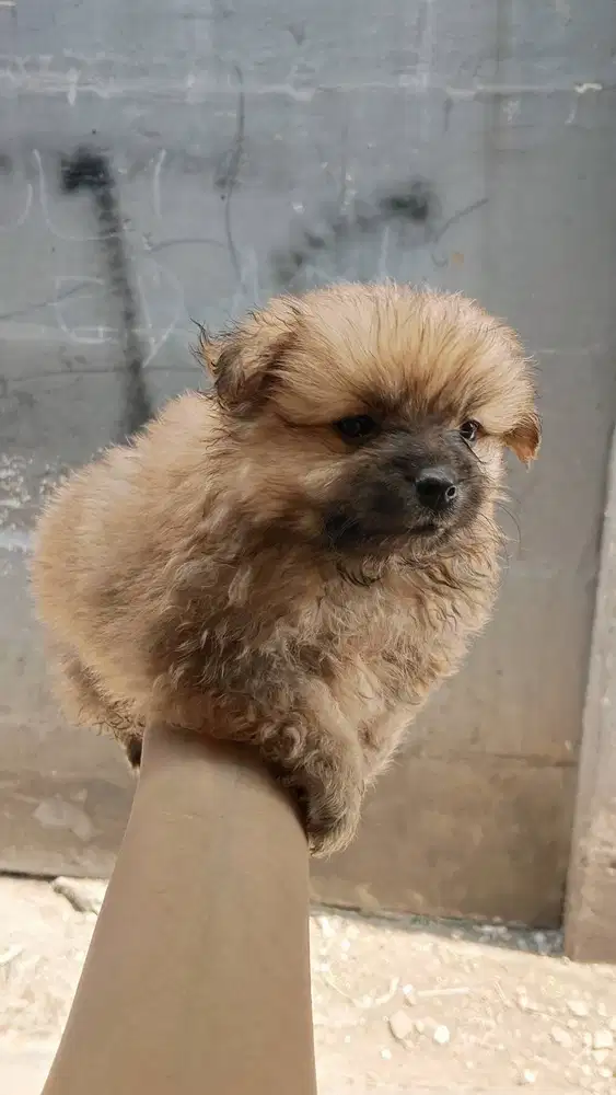 Dijual anak anjing 2 bulan