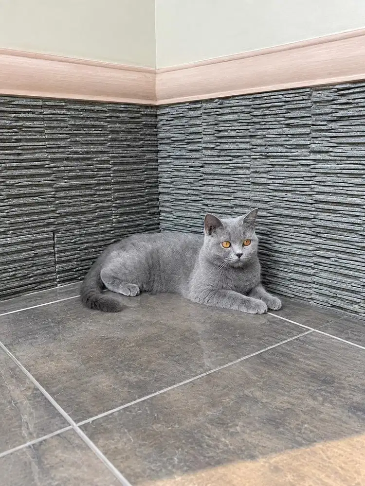 Kucing british shorthair kitten scottish bsh