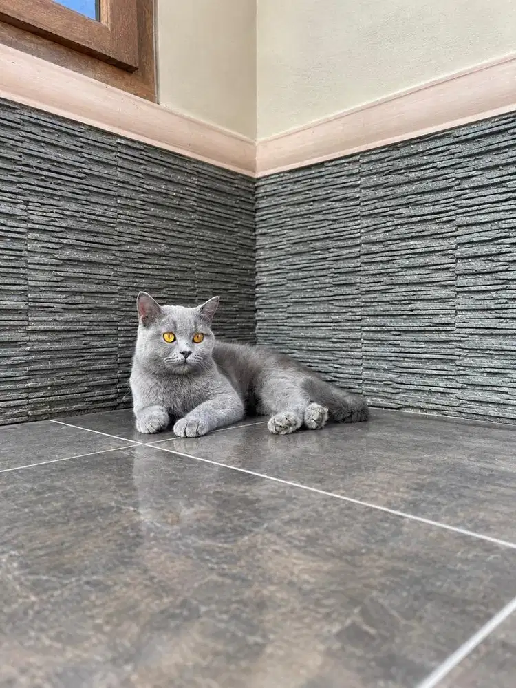 British shorthair kucing kitten bsh scottish