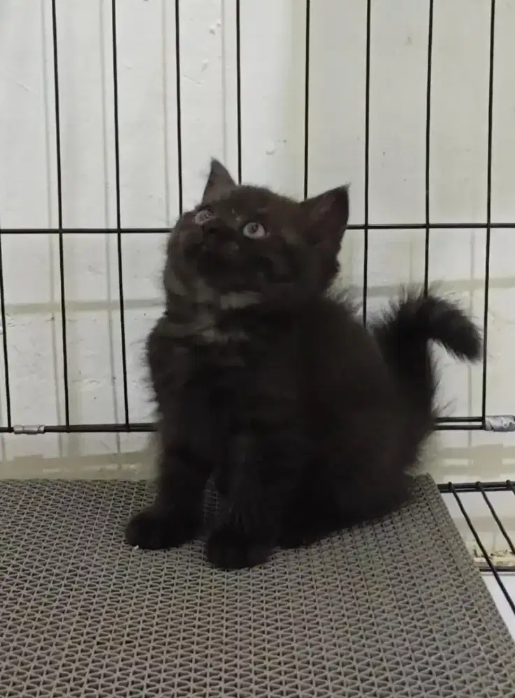 Kucing British Shorthair Black Solid (Cinnamon Carrier)