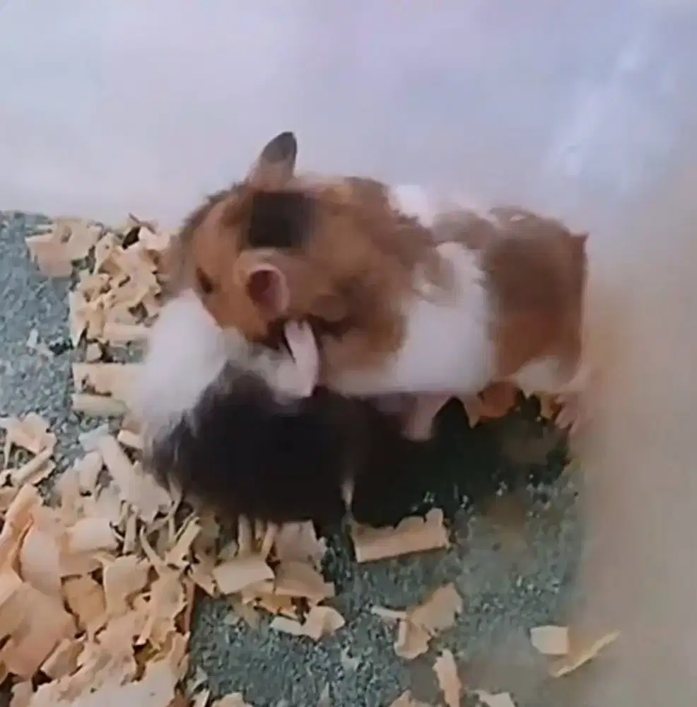 Sepasang Hamster syrian siap ternak