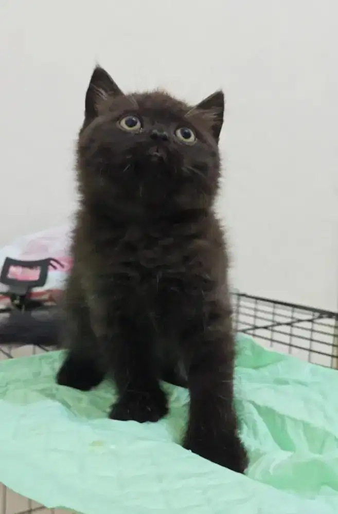 Kucing British Shorthair Black Solid Jantan (Cinnamon Carrier)