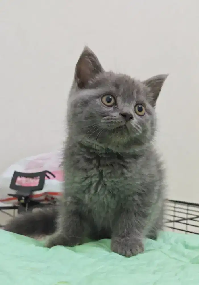 Kucing British Shorthair Blue Solid Jantan (Cinnamon Carrier)