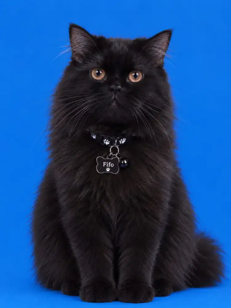 Kucing Persia mix mainecoon jantan