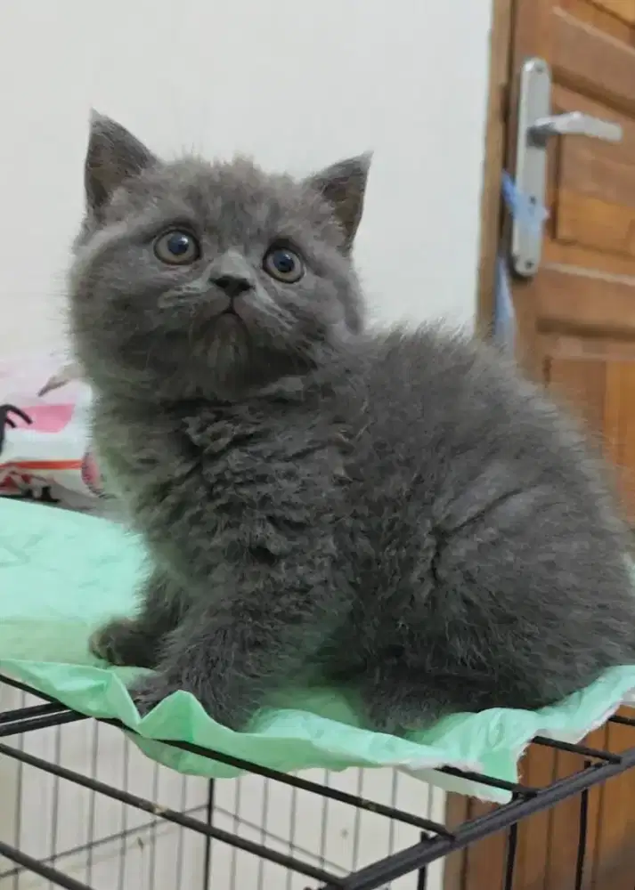 Kucing British Shorthair Blue Solid Jantan (Cinnamon Carrier)