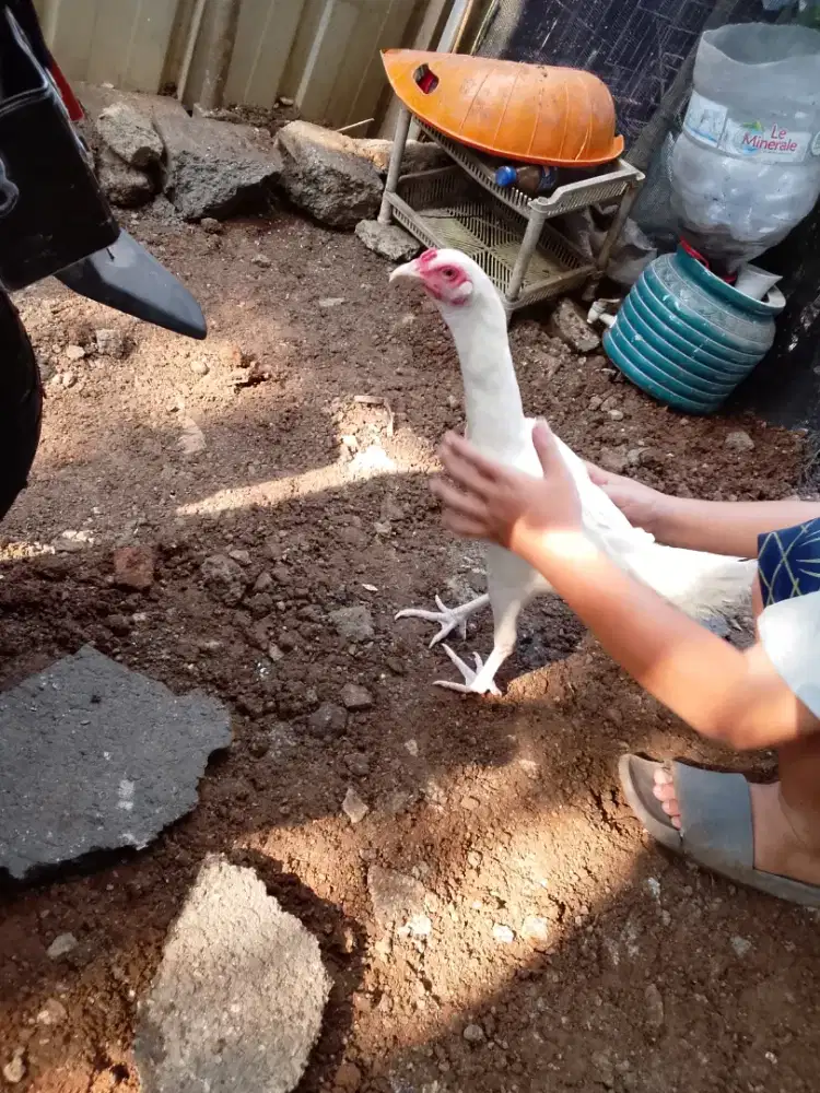 Ayam kampung betina putih polos