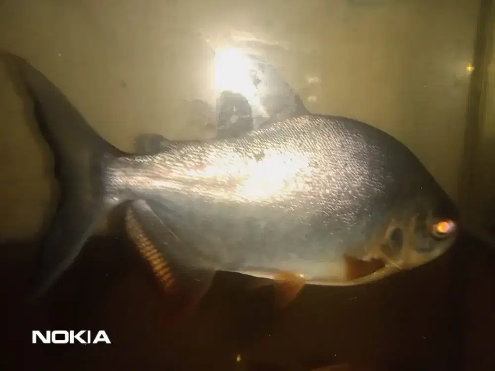 Ikan Pacu hitam sehat