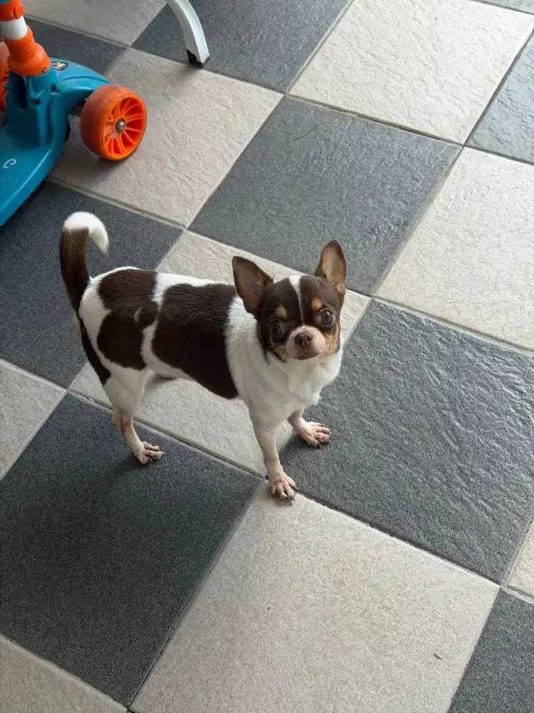 Chihuahua Betina Super Mini