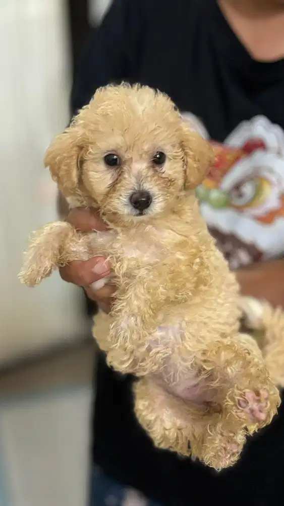 Poodle mix Bichon 2 Months