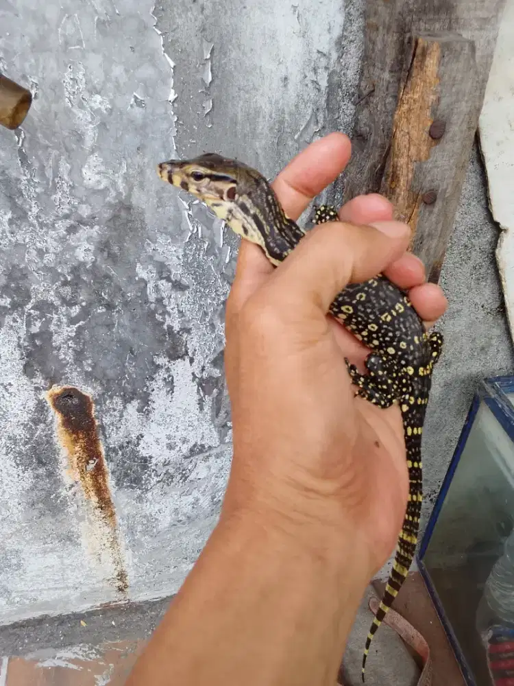 Kadal air masih anak jinak