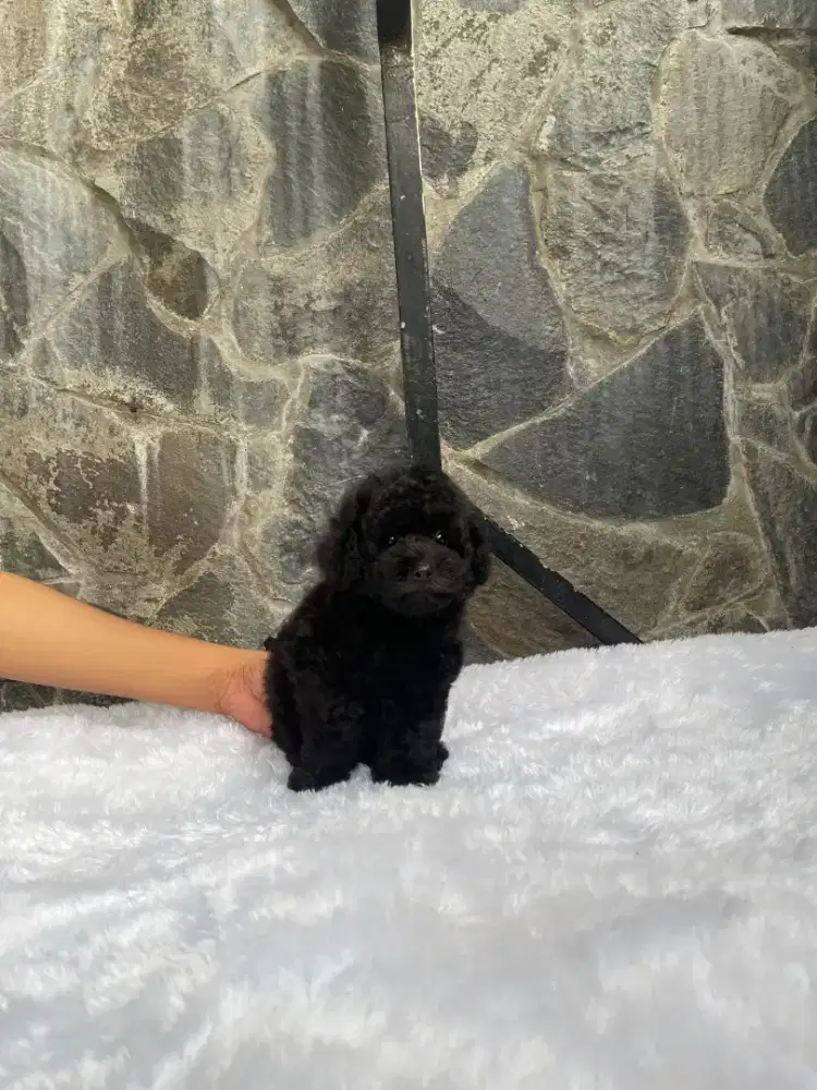 Black poodle female