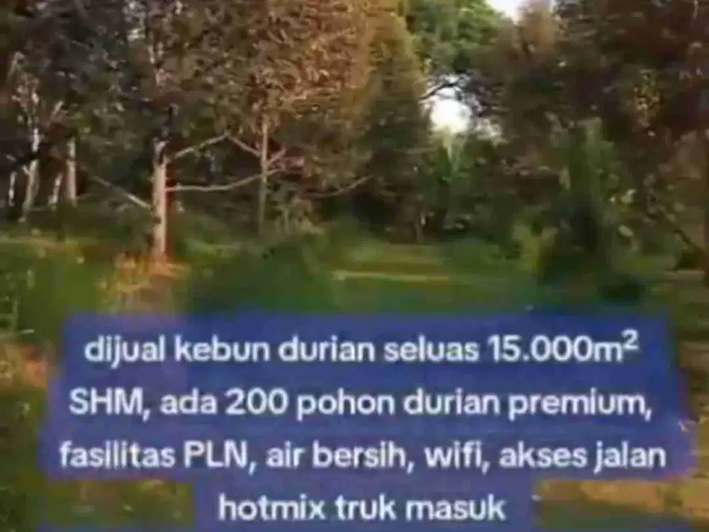 kebun durian sudah buah  dan villa buat inves