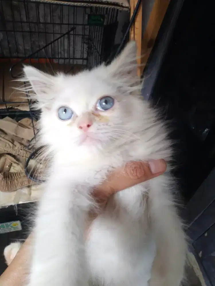 Kucing Persia jantan
