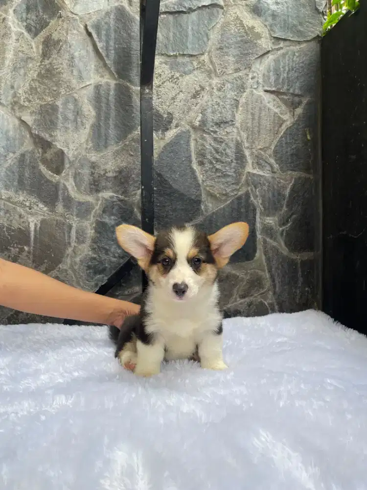 Pembroke welsh corgi