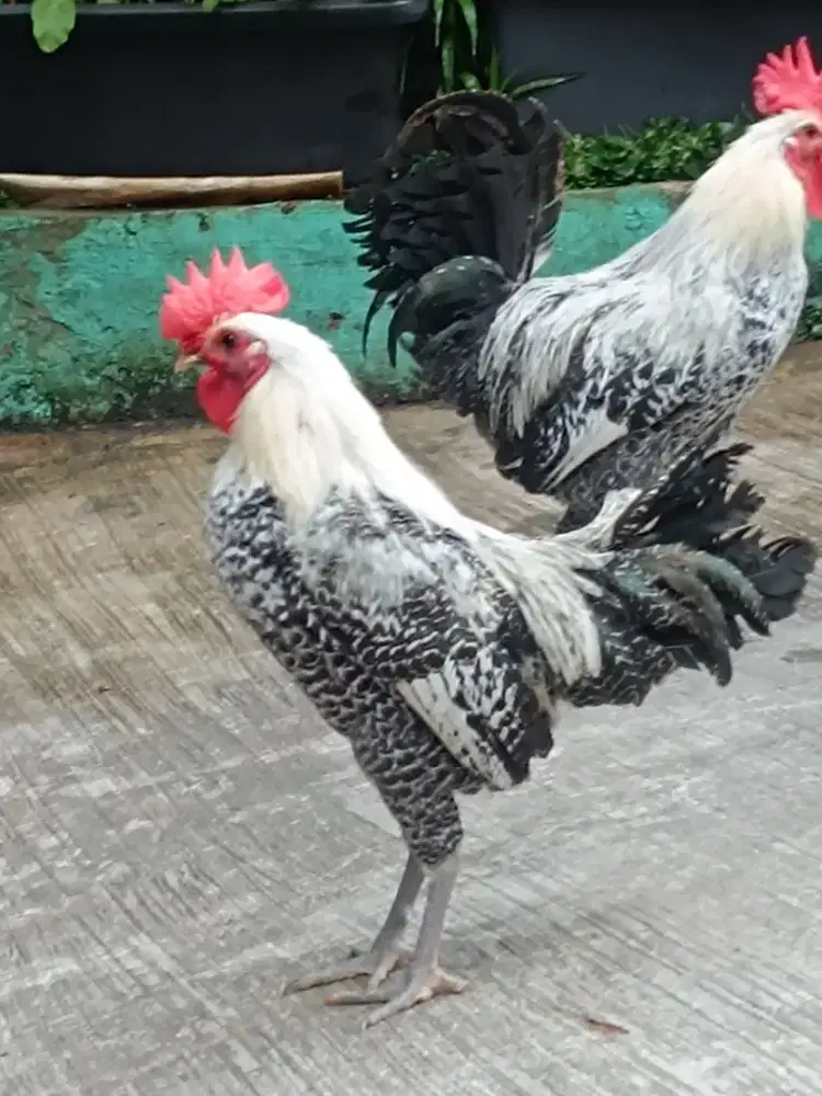 Ayam Arab Elba Penjantan