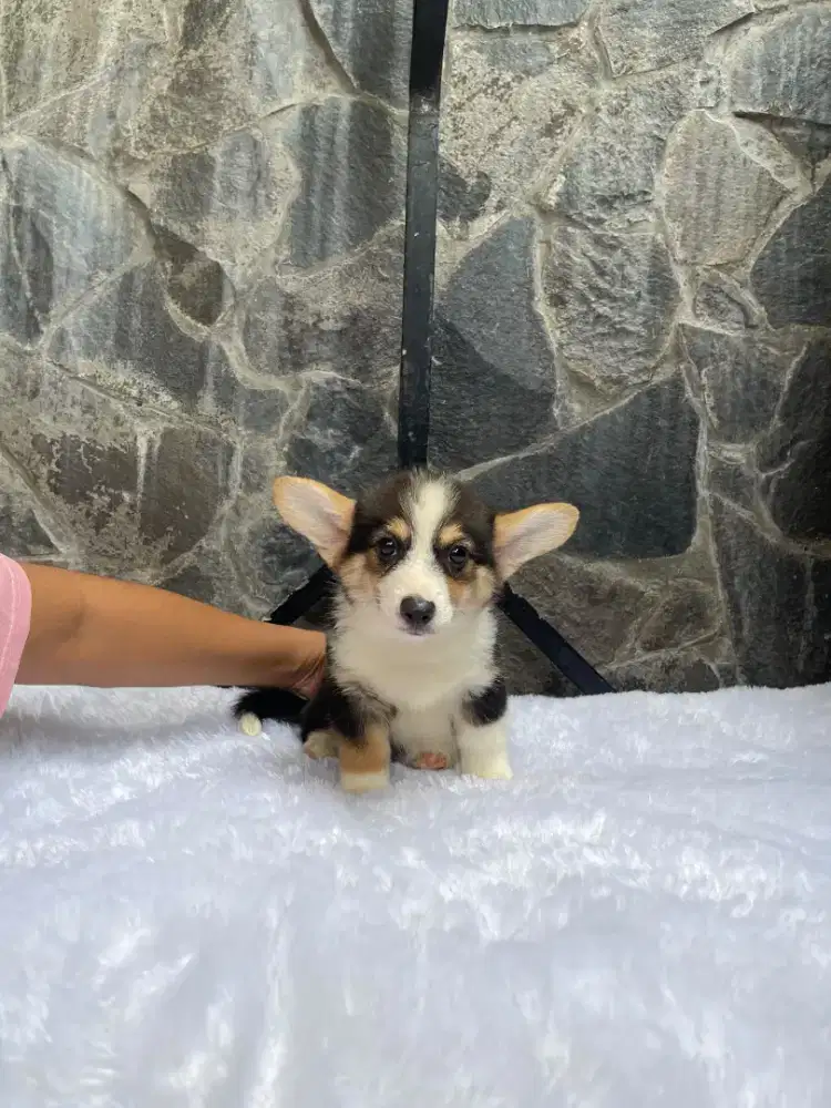 Pembroke welsh corgi