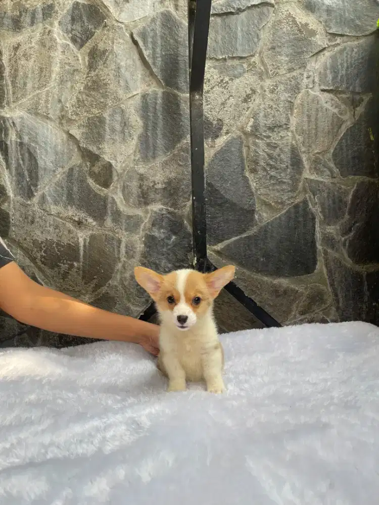 Pembroke welsh corgi