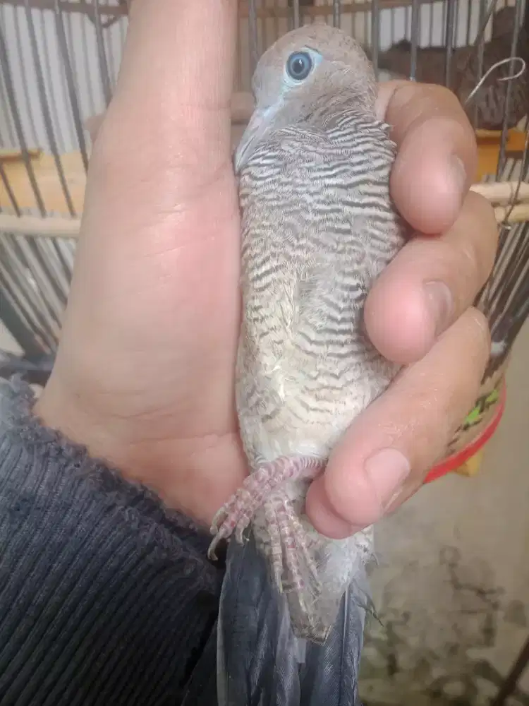Perkutut Majapahit super alam