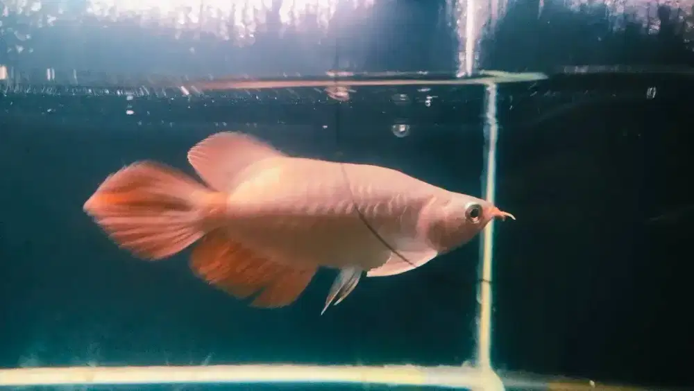 Arwana super red SB semi king -+20cm